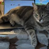 Foto del gato perdido en Maisons Alfort