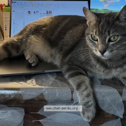 Foto 1/1 Tia Chat perdido en Maisons alfort