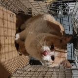 Foto de gato encontrado en Tressan