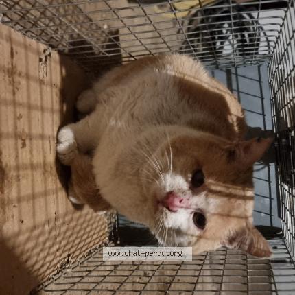 Foto 1/1 Gato encontrado Encontrado en Tressan