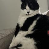 Foto del gato perdido en Toulouse