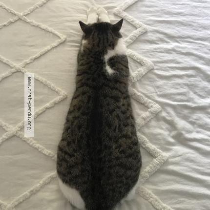 Foto 2/2 Gato encontrado Perdido en Vendargues