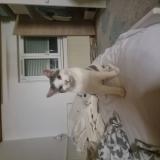 Foto del gato perdido en Mulhouse