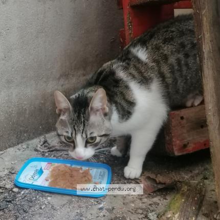 Foto 1/1 Gato encontrado Encontrado en Nancy