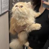 Foto de gato encontrado en Bogota