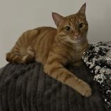 Foto del gato perdido en Tomblaine