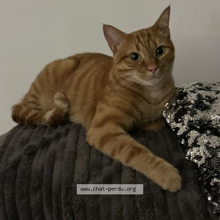 Foto 1/1 Arthur Chat perdido en Tomblaine
