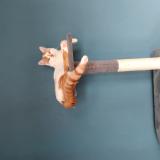 Foto del gato perdido en Oyonnax