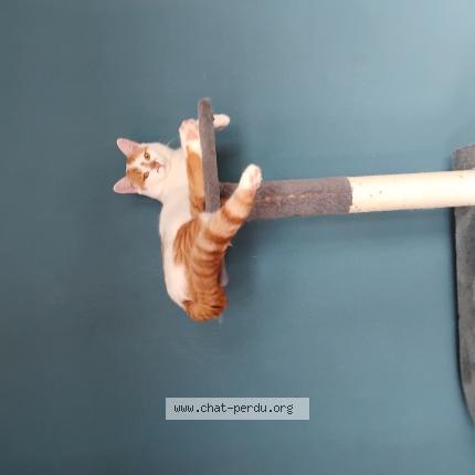 Foto 1/1 Tommy Chat perdido en Oyonnax