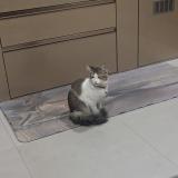 Foto del gato perdido en Gangtok