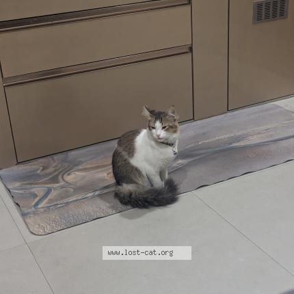 Foto 1/1 Ghathey Chat perdido en Gangtok