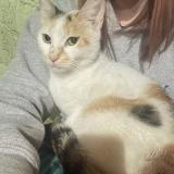 Foto de gato encontrado en Daytona Beach