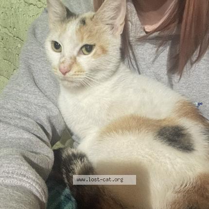 Foto 1/1 Gato encontrado Encontrado en Daytona beach