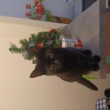 Foto del gato perdido en Damazan