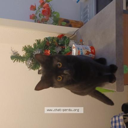 Foto 1/1 Moumounne Chat perdido en Damazan