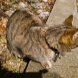 Foto de gato encontrado en Perpignan