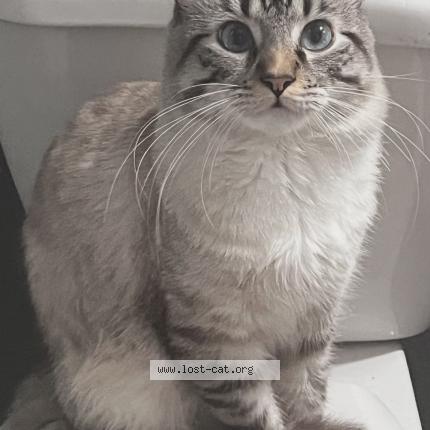 Foto 1/1 Kiyoshi Chat perdido en North las vegas