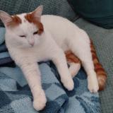 Foto del gato perdido en Tourcoing