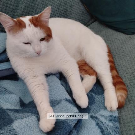 Foto 1/1 Gato encontrado Perdido en Tourcoing