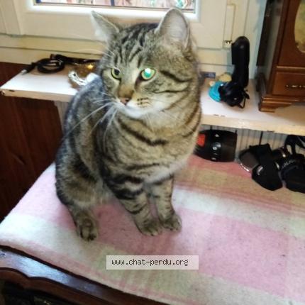 Foto 1/1 Chaton Chat perdido en Gurcy le chatel