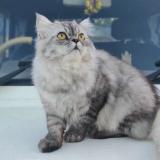 Foto del gato perdido en Ponda