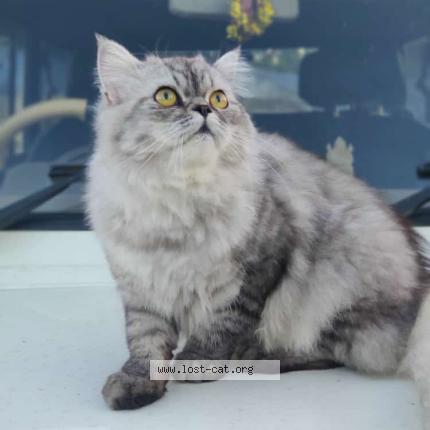 Foto 1/1 Coco Chat perdido en Ponda