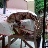 Foto del gato perdido en Reignac