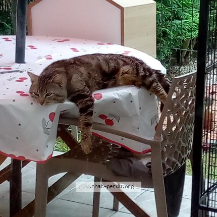 Foto 1/1 GRISOU Chat perdido en Reignac