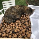 Foto del gato perdido en Abbeville