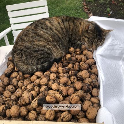 Foto 1/1 Clochette Chat perdido en Abbeville