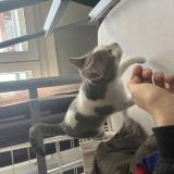 Foto de gato encontrado en Toulouse