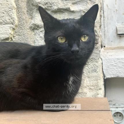 Foto 1/1 Rimbaud Chat perdido en Bievres