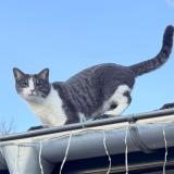 Foto del gato perdido en Epagny Metz Tessy
