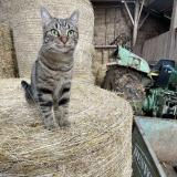 Foto del gato perdido en Boulazac Isle Manoire