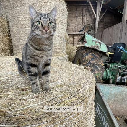 Foto 1/1 Népal Chat perdido en Boulazac isle manoire