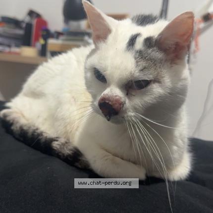 Foto 1/1 Minouchet Chat perdido en Anzin