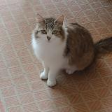 Foto del gato perdido en Parigne