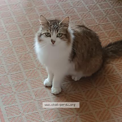 Foto 1/1 Maât Chat perdido en Parigne