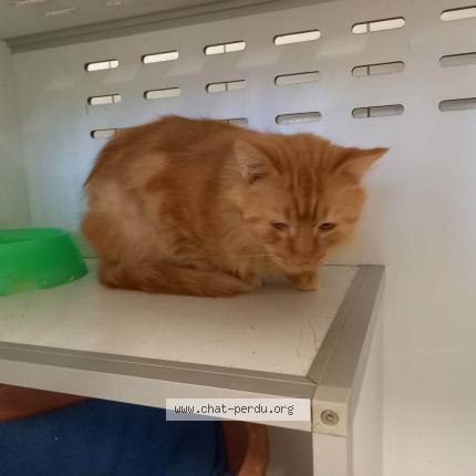 Foto 1/1 Gato encontrado Encontrado en Montauban