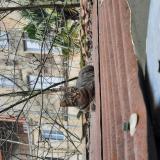 Foto del gato perdido en Niort