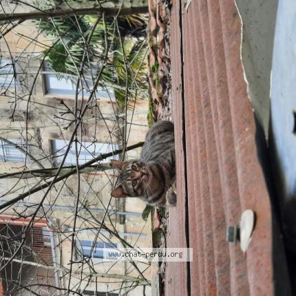 Foto 1/1 Charlie Chat perdido en Niort