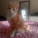 Foto del gato perdido en Millau