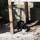 Foto de gato encontrado en Moissac