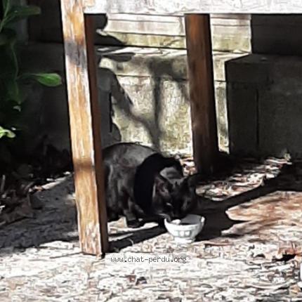 Foto 1/1 Gato encontrado Encontrado en Moissac