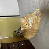 Foto del gato perdido en Dombasle Sur Meurthe