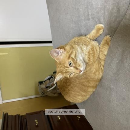 Foto 1/1 Carotte Chat perdido en Dombasle sur meurthe