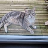 Foto de gato encontrado en 85690 Notre Dame De Monts