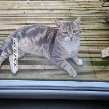 Foto 1/1 Gato encontrado Encontrado en 85690 notre dame de monts