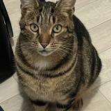 Foto del gato perdido en La Baule