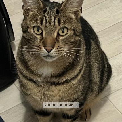 Foto 1/1 Spoon Chat perdido en La baule